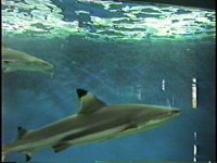 05-New Orleans-Aquarium